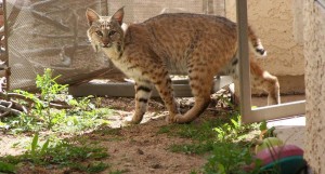 Bobcat