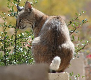 Bobcat on a fence
