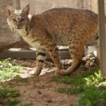 Bobcat