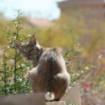 Desert Bobcat March 2010