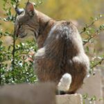 Bobcat on a fence